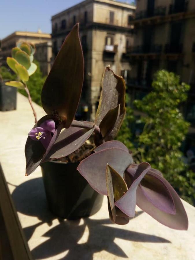 Palazzo Savona Hotell Palermo Eksteriør bilde